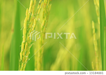 Rice Farm Rice Farm 13184881