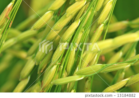 Rice Farm Rice Farm 13184882