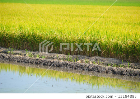 rice field rice field 13184883