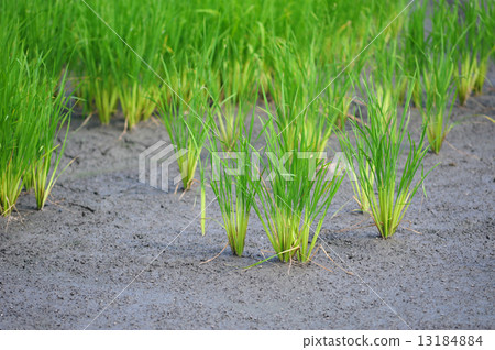 rice field rice field 13184884