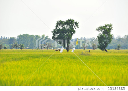 rice field rice field 13184885