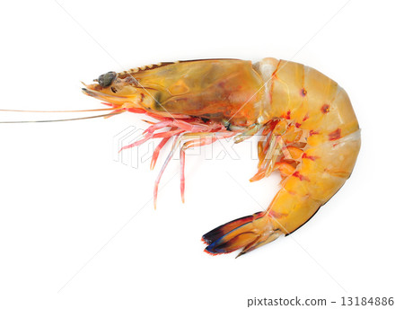 shrimp shrimp 13184886