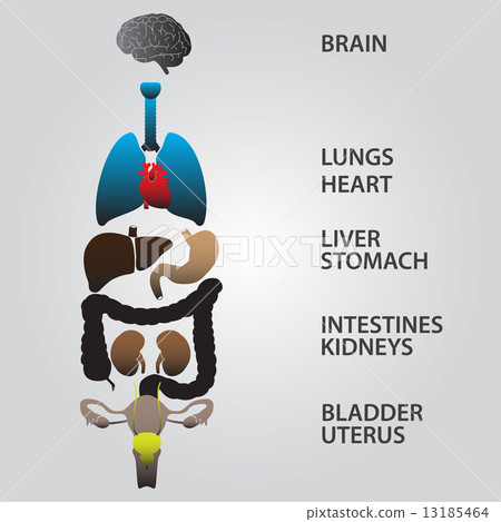 color internal human body organs eps10 color internal human body organs eps10 13185464