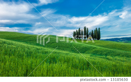 typical tuscan landscape 13185630