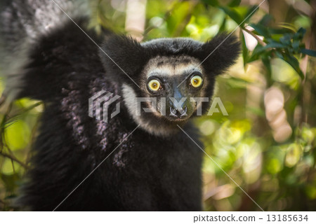 Indri, the largest lemur of Madagascar Indri, the largest lemur of Madagascar 13185634