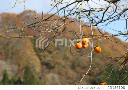 鄉下風景在秋天 鄉下風景在秋天 13186108