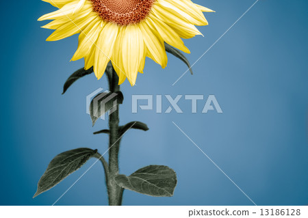 Sunflower Sunflower 13186128