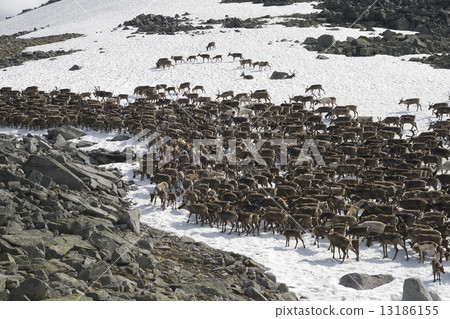 Herd of reindeers 13186155