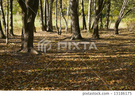 Autumn park Autumn park 13186175