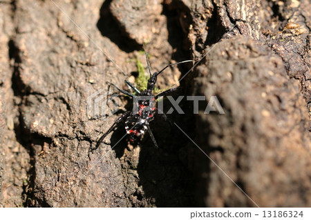 Yokoduna caterpillar larvae 13186324