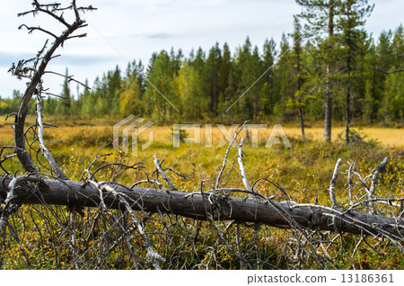 Old snag Old snag 13186361