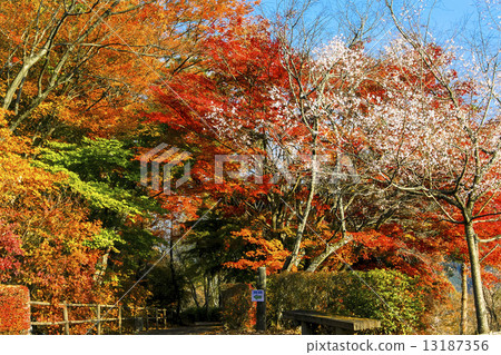 冬天櫻桃和秋季葉子 13187356