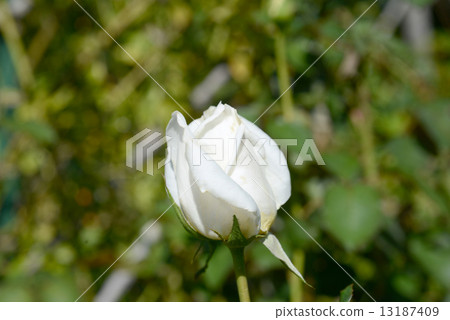 White Christmas 13187409