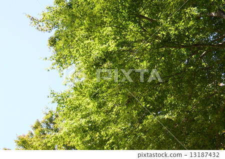 Sunshine between green and tree (Mt. Takao / Hachioji City, Tokyo) 13187432