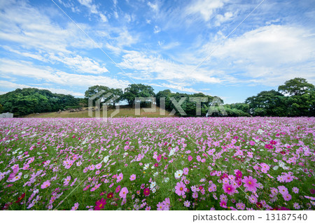  Cosmos field 13187540