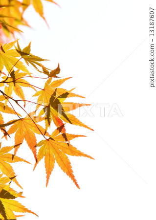 Coloring maple 13187607