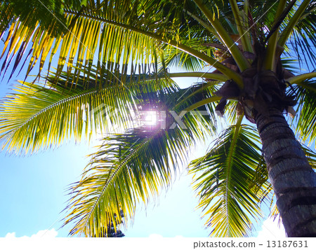 抬頭時太陽耀眼的喜悅 抬頭時太陽耀眼的喜悅 13187631