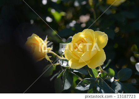 伊豆的舞者 伊豆的舞者 13187723