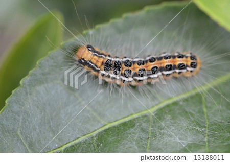 在茶葉的毛蟲幼蟲 13188011