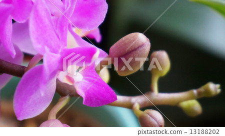 Moth orchids and buds Moth orchids and buds 13188202