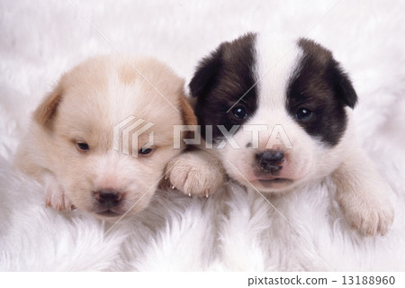 Cute little puppy 13188960