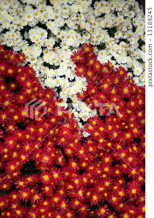 菊花 菊花 13189245