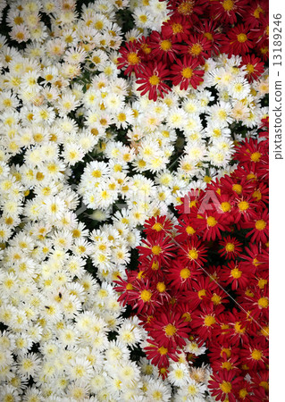 菊花 菊花 13189246