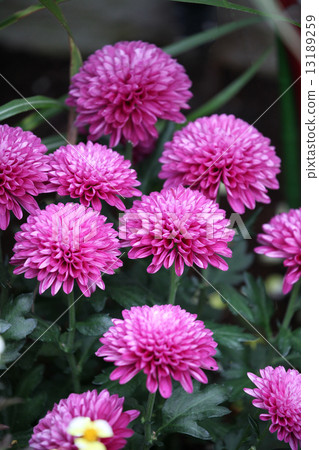 菊花 菊花 13189259