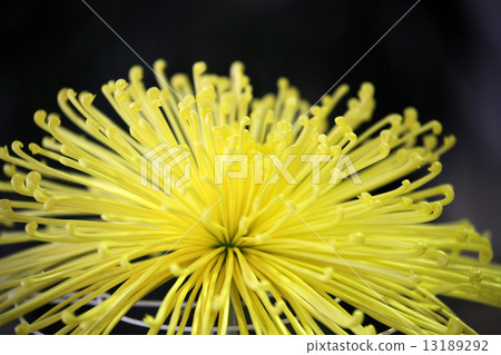 菊花 菊花 13189292