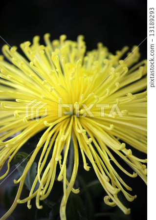 Chrysanthemum Chrysanthemum 13189293