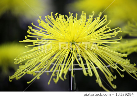 菊花 菊花 13189294