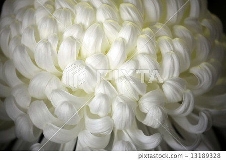 Chrysanthemum   13189328