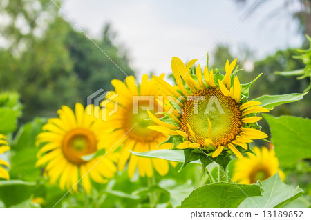 Sunflowers in plantations. 13189852