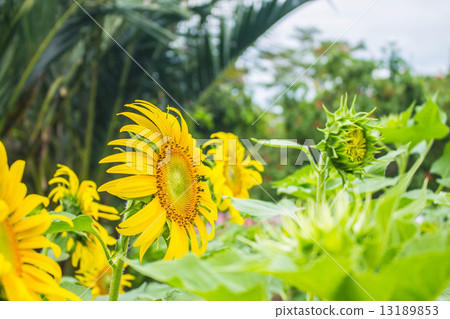 Sunflowers planted inside. 13189853