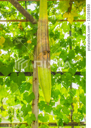 The rotten zucchini The rotten zucchini 13189880