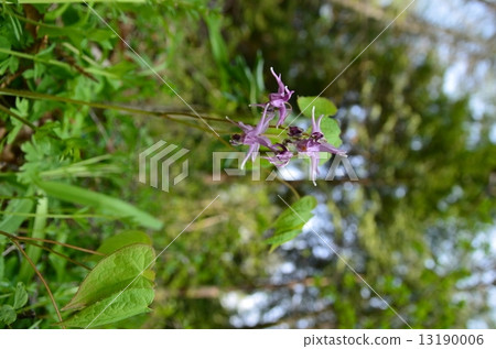 Freshwater leek 13190006