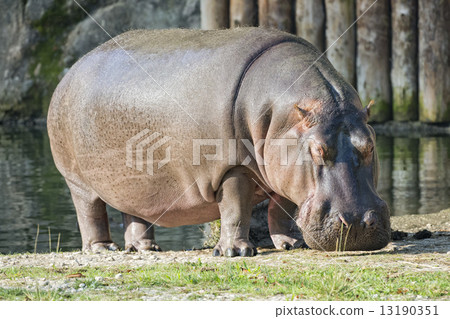 hyppopotamus portrait at the zoo 13190351