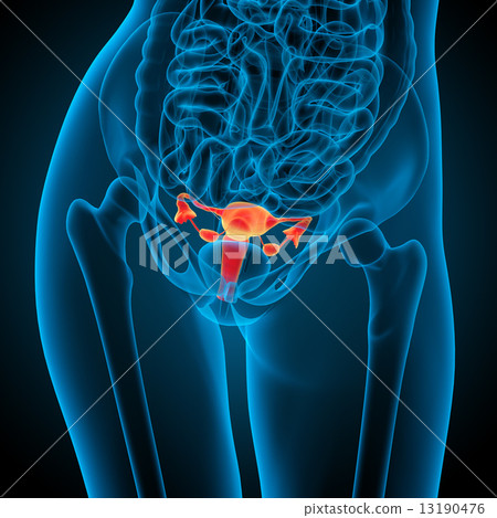 3d render medical illustration of the Reproductive System 13190476
