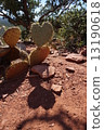 Heart shaped cactus 13190618