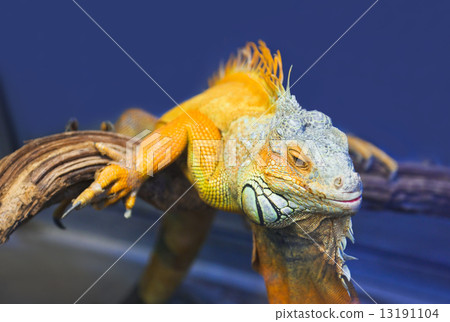 Big iguana lizard in terrarium Big iguana lizard in terrarium 13191104