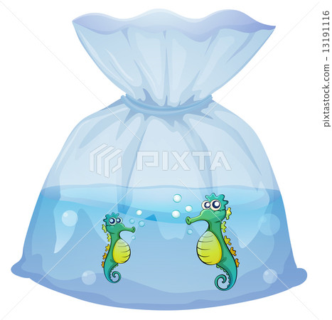 Seahorses inside the plastic pouch Seahorses inside the plastic pouch 13191116