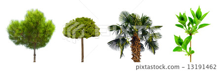 Trees Trees 13191462