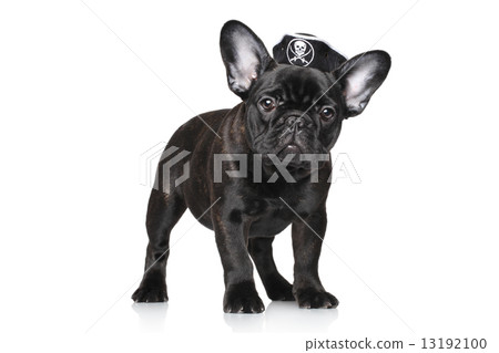 French bulldog puppy in pirate hat 13192100