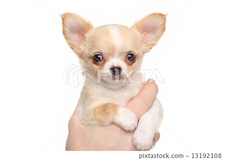 Chihuahua puppy 13192108