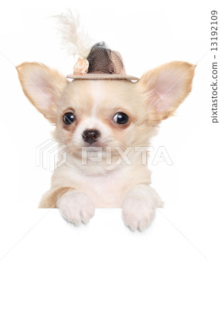 Chihuahua puppy in a fashionable hat 13192109