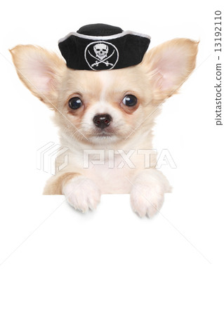 Chihuahua puppy in carnival pirate hat 13192110