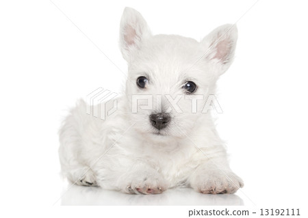 West highland white terrier puppy 13192111