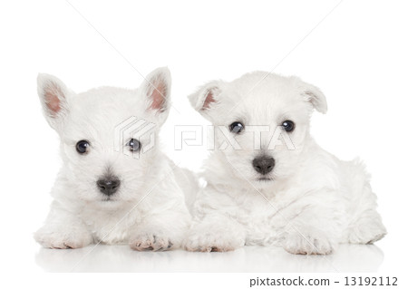 West highland white terriers 13192112