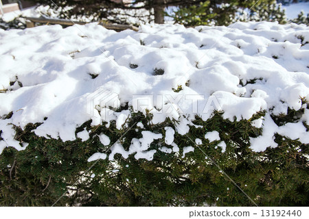 pine tree covered witrh snow 13192440