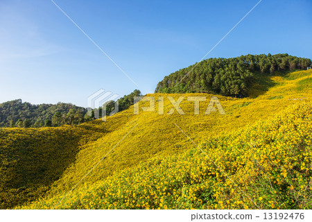 Mexican sunflower in Thailand Mexican sunflower in Thailand 13192476